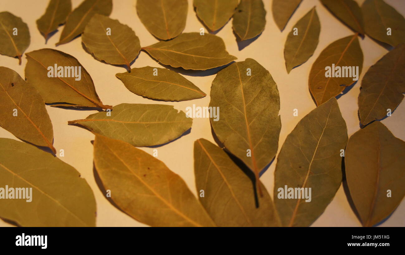 Dry Bay laurel leaves on white Stock Photo Alamy