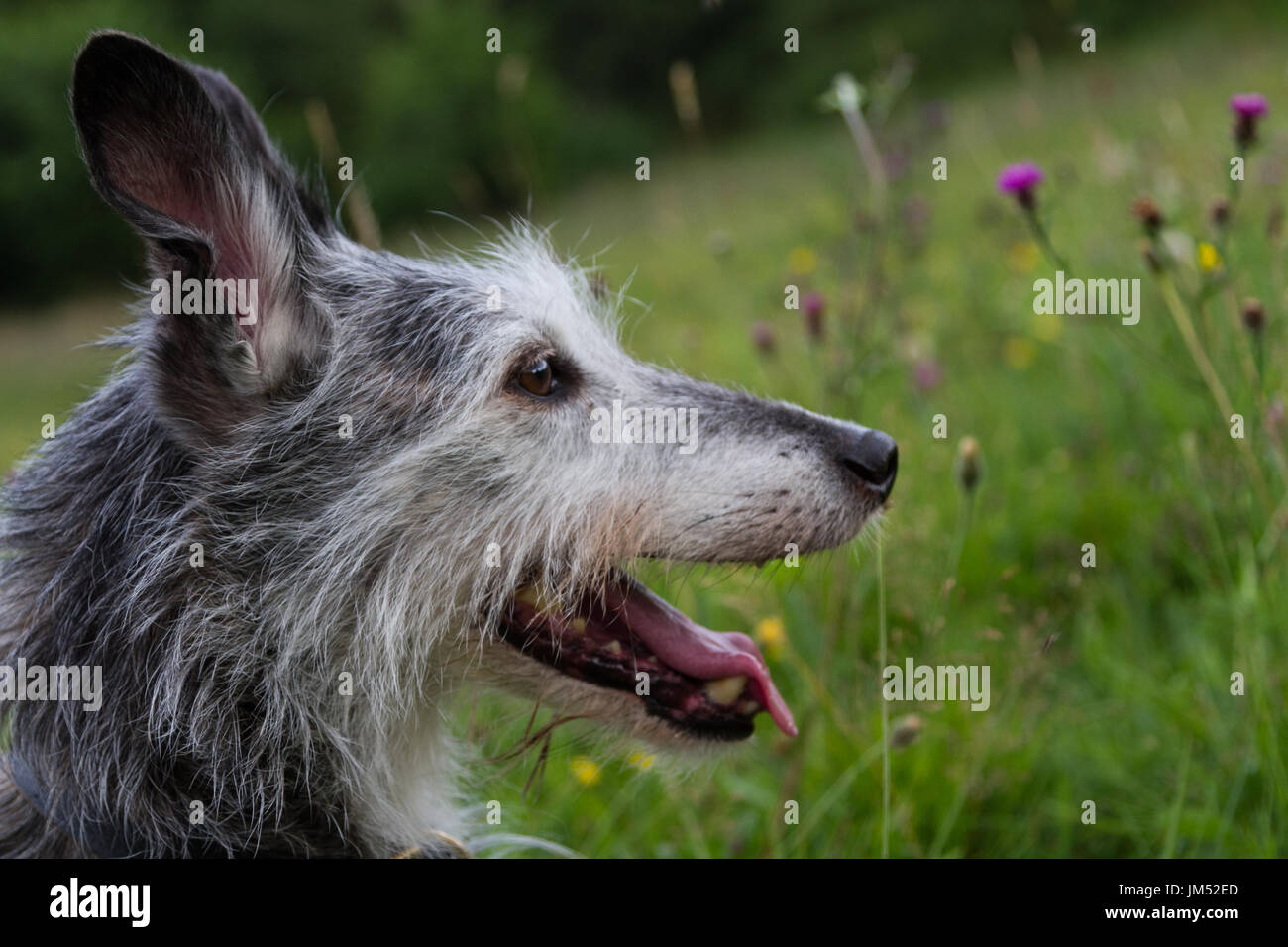 Old Grey Lurcher Dog Head shot Stock Photo