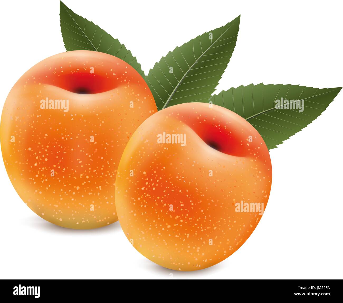 apricot fruit isolated on the white background vector Stock Vector ...