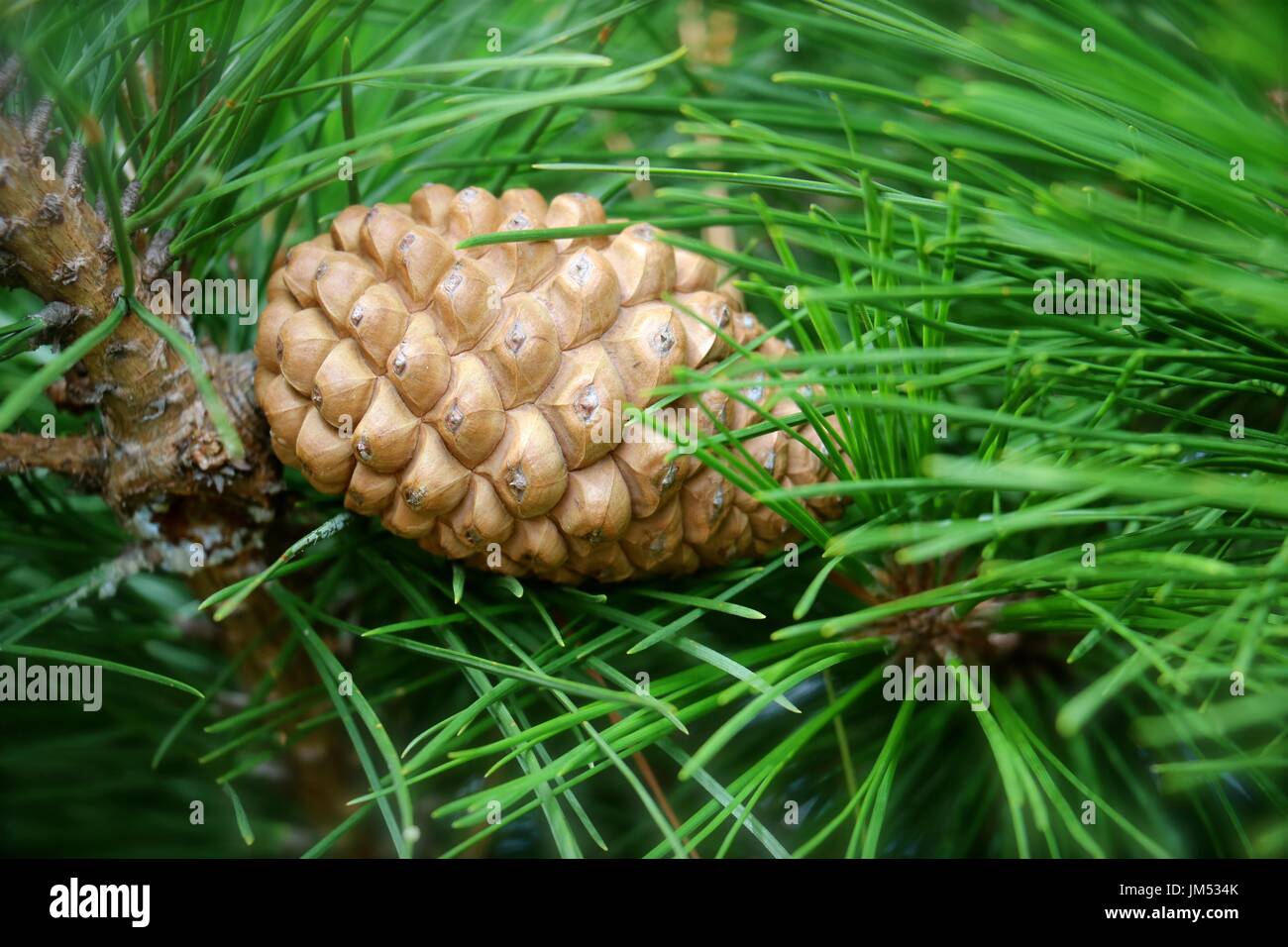 closed pine cone against backdrop of green pine needles Stock Photo - Alamy