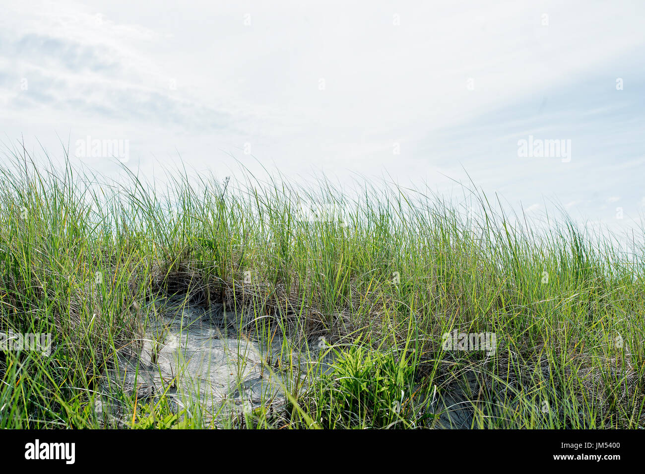 Green sea oceanside grasses seaside on sunny summer day with blue sky Stock Photo