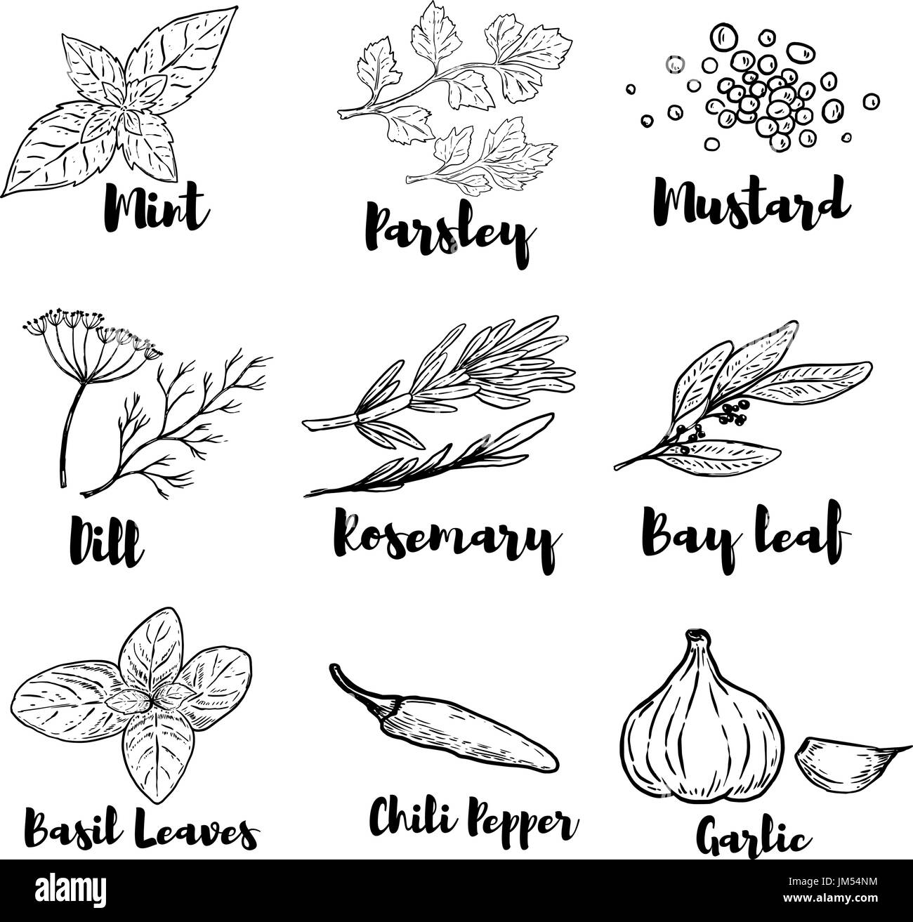 Set of spice and herbs illustrations isolated on white background. Design elements for poster, menu. Vector illustration Stock Vector