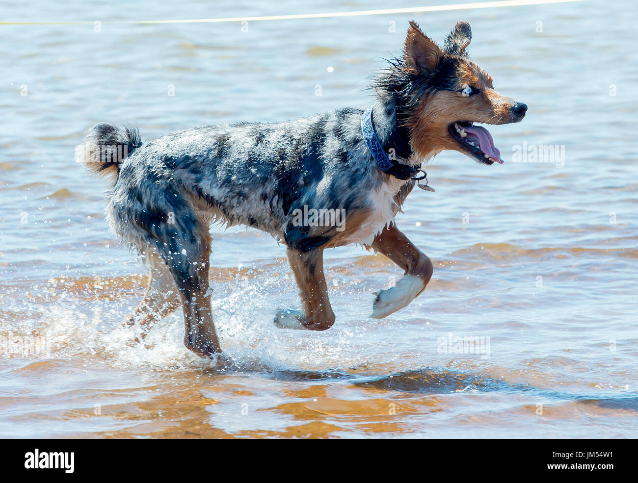 Blue eyed australian shepherd dog hi res stock photography and images Alamy