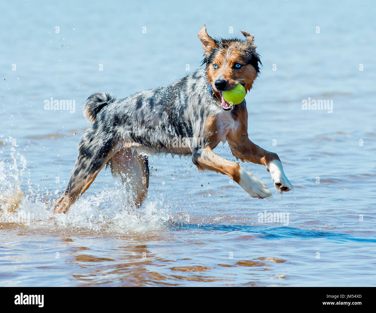 Beautiful, stunning tri color Australian Shepherd dog running and playing with tennis ball in mouth in shallow ocean water Stock Photo