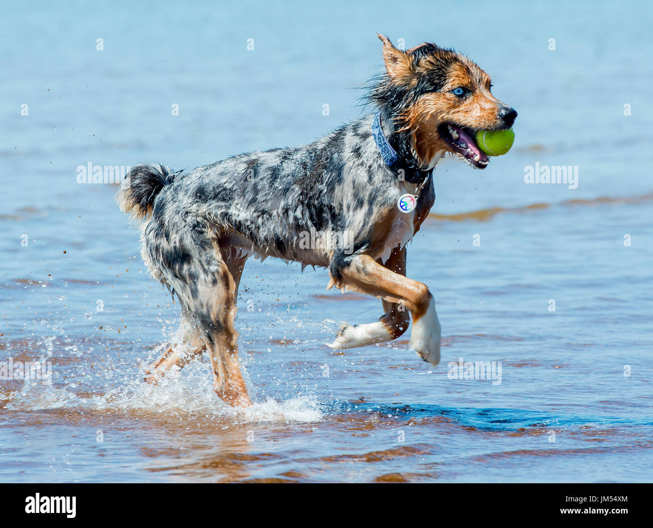 Beautiful, stunning tri color Australian Shepherd dog running and playing with tennis ball in mouth in shallow ocean water Stock Photo