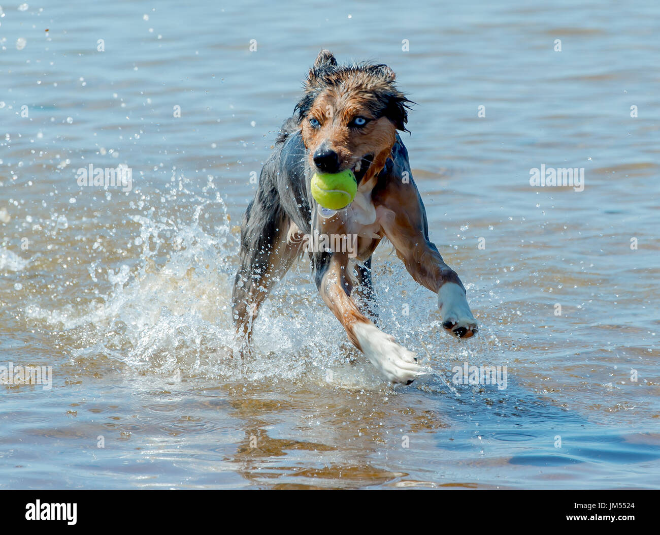 Beautiful, stunning tri color Australian Shepherd dog running and playing with tennis ball in mouth in shallow ocean water Stock Photo