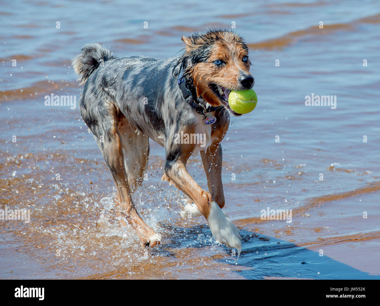 Beautiful, stunning tri color Australian Shepherd dog running and playing with tennis ball in mouth in shallow ocean water Stock Photo