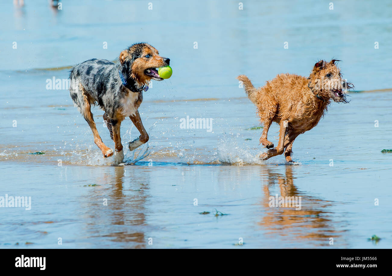 Happy dogs playing and running on the beach in shallow water on sunny day at the ocean in Provincetown, MA Stock Photo