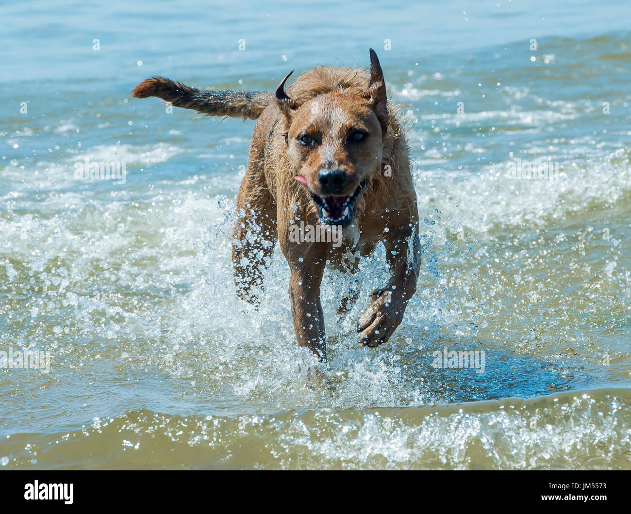 Sea rescue dog hires stock photography and images Alamy