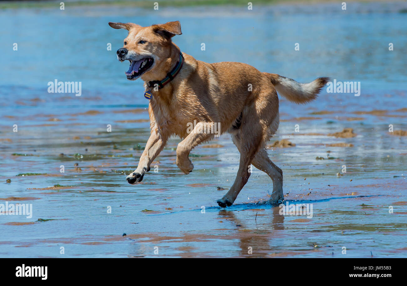 Handsome brown lab mix medium sized dog running, playing in shallow