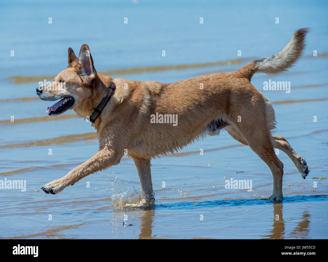 Handsome brown lab mix medium sized dog running, playing in shallow