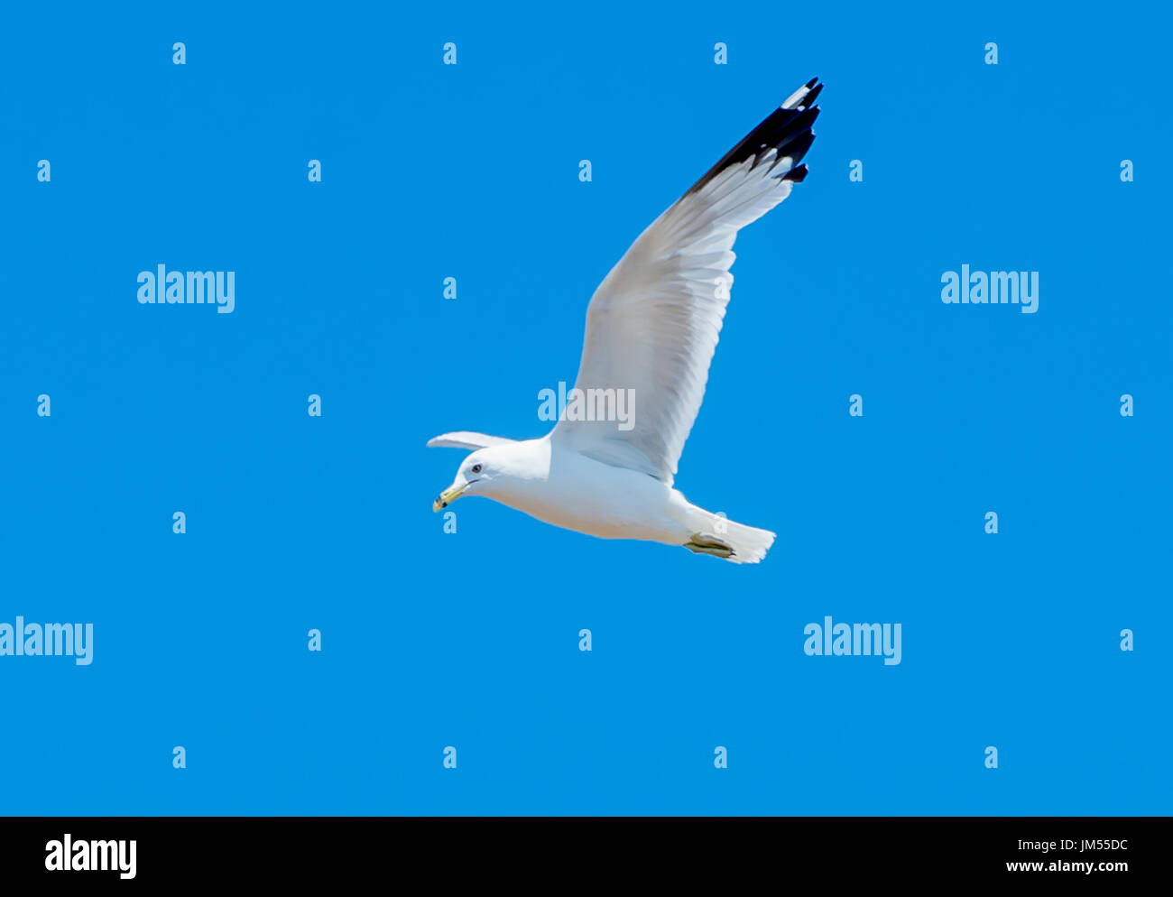 Seagull bird mid air mid flight wings outstretched flying in front of blue sky. Stock Photo