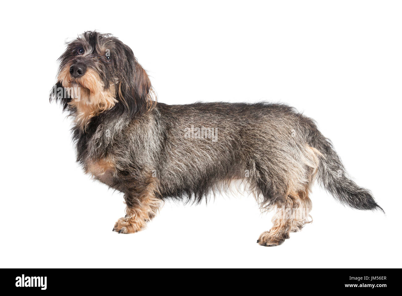 A Small Wire Haired Dachshund Isolated Against White Background