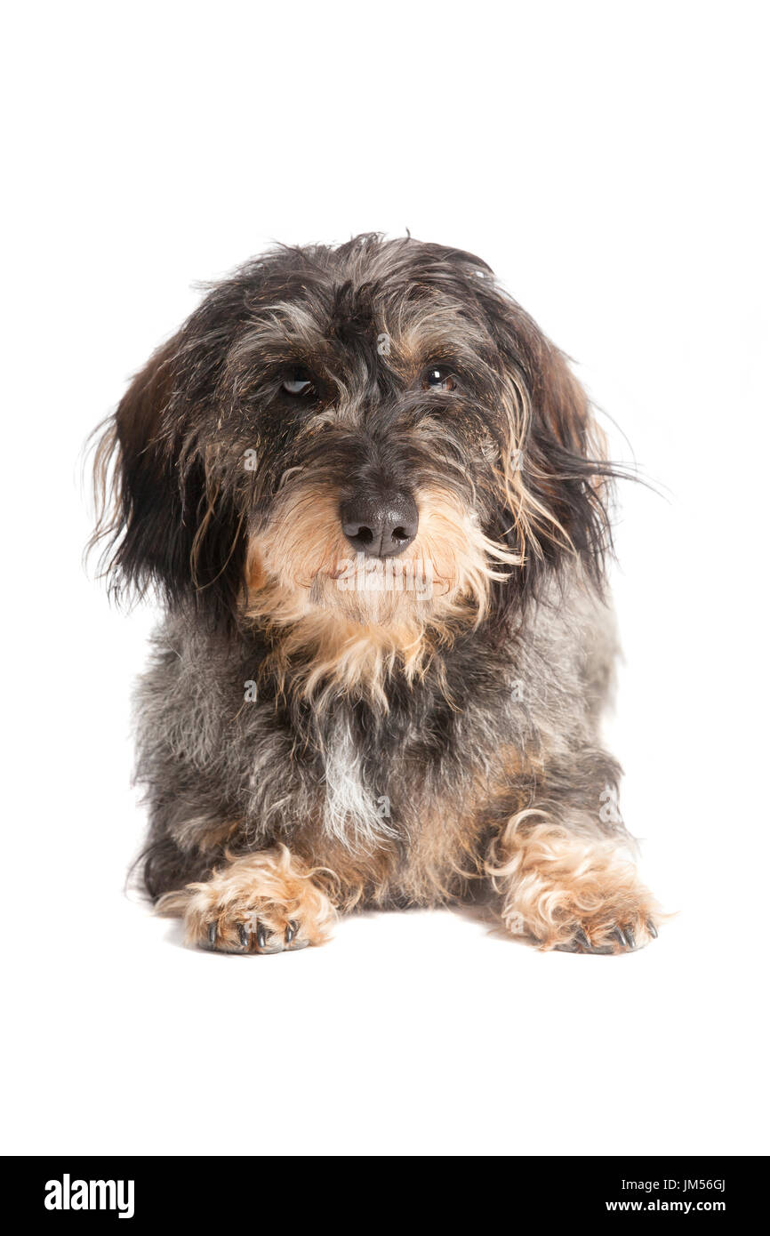 A small wire-haired Dachshund isolated against white background Stock Photo
