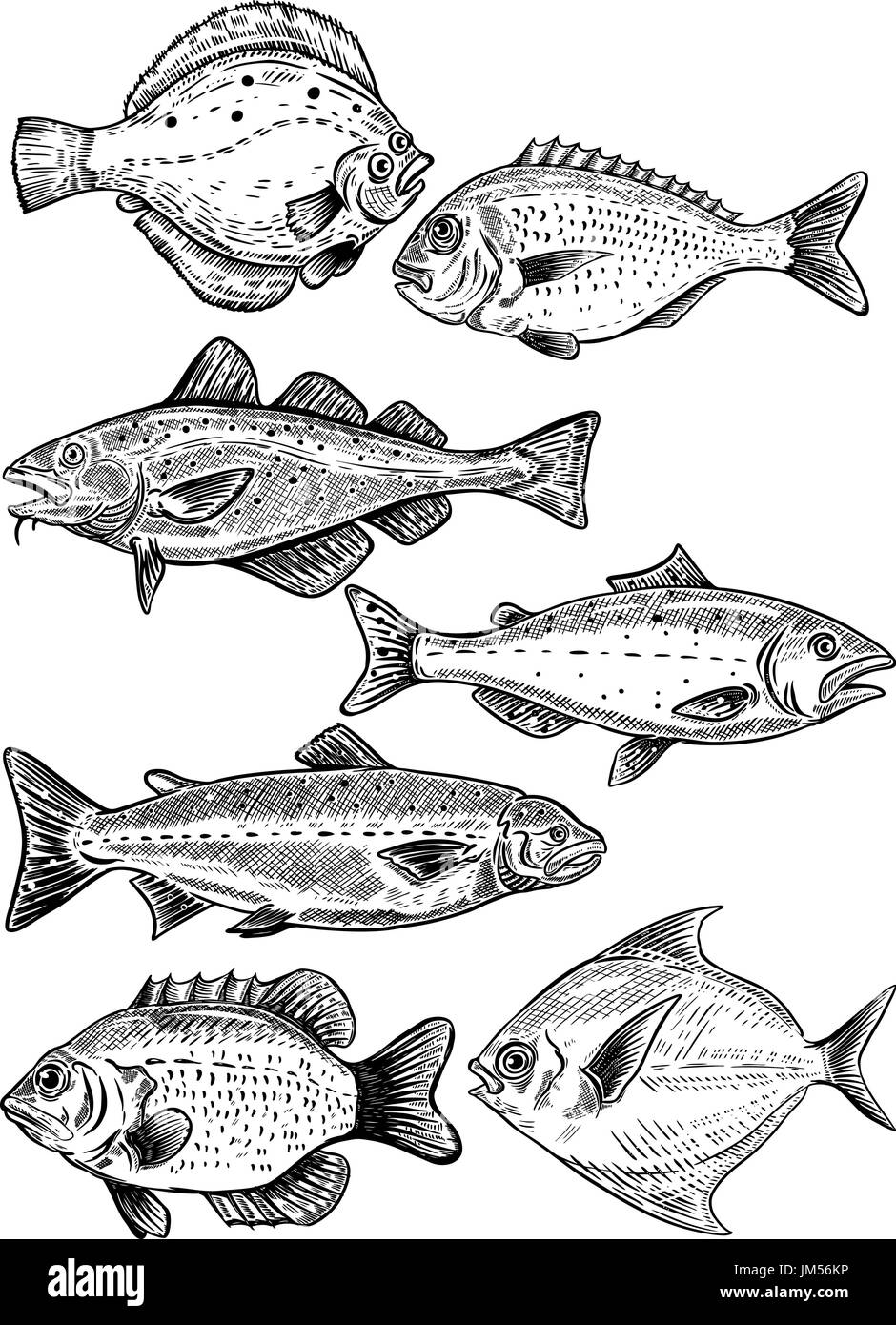 Fish illustrations isolated on white background. Fresh seafood. Vector illustration Stock Vector