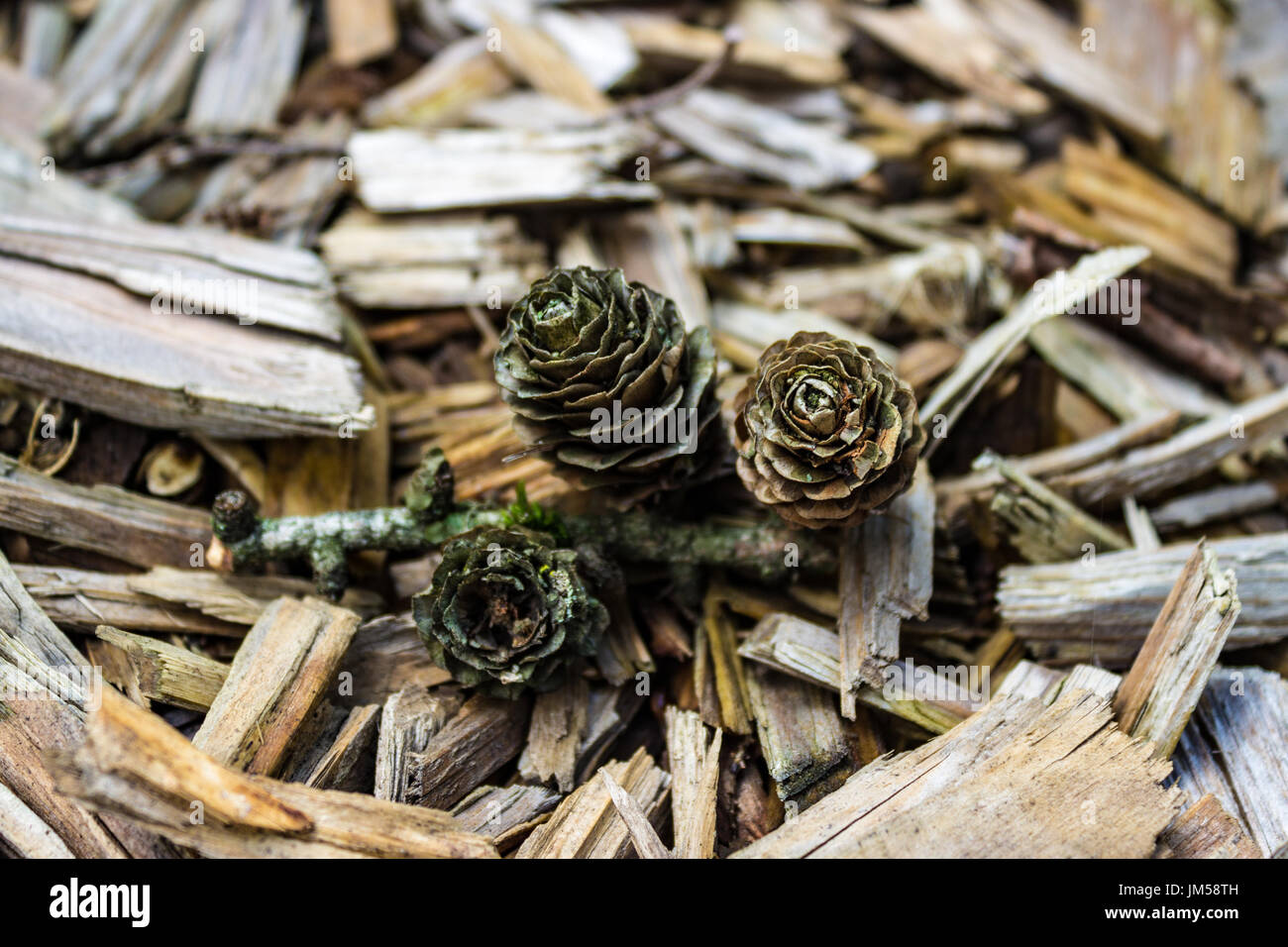 Three Pine cones on Tree bark chips Stock Photo
