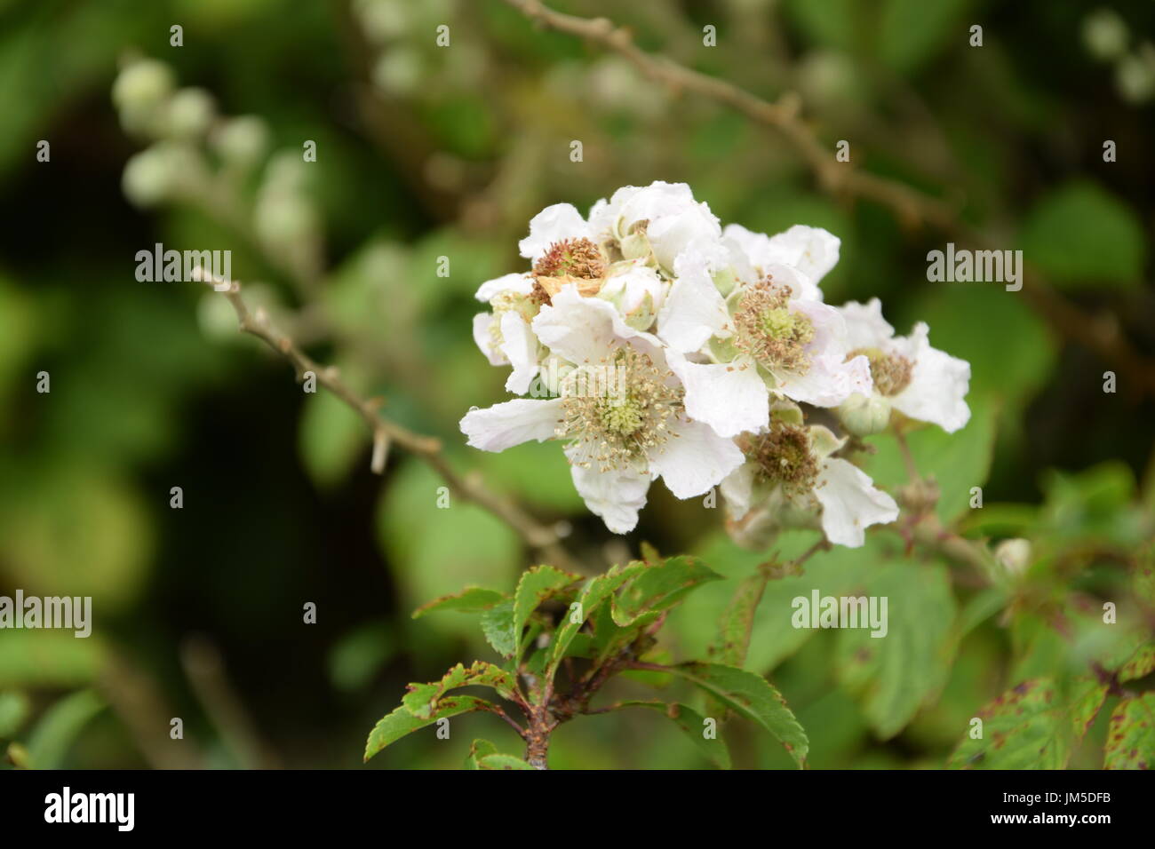 Blackberry flowers on the bush with green leaves in Ireland Stock Photo
