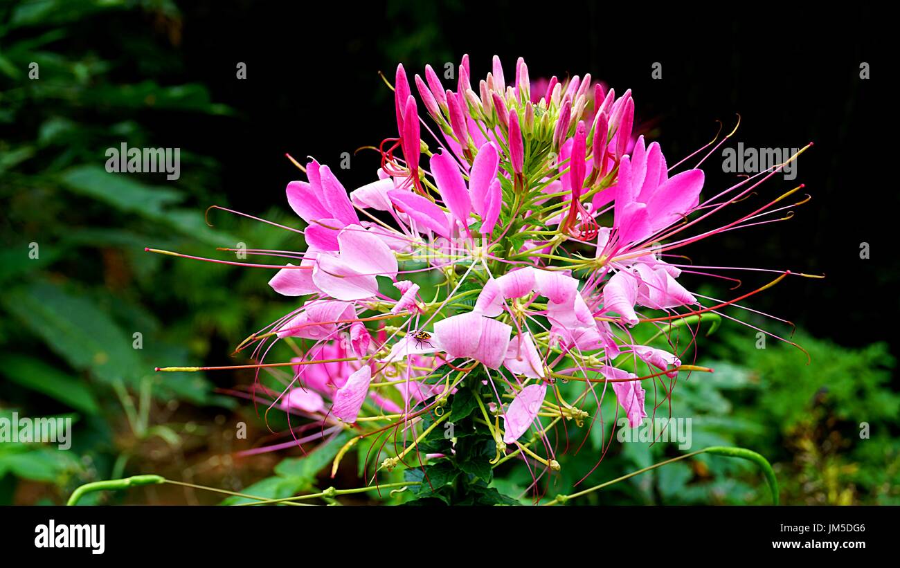 Cleome hassleriana - pink inflorescence spider flower Stock Photo - Alamy