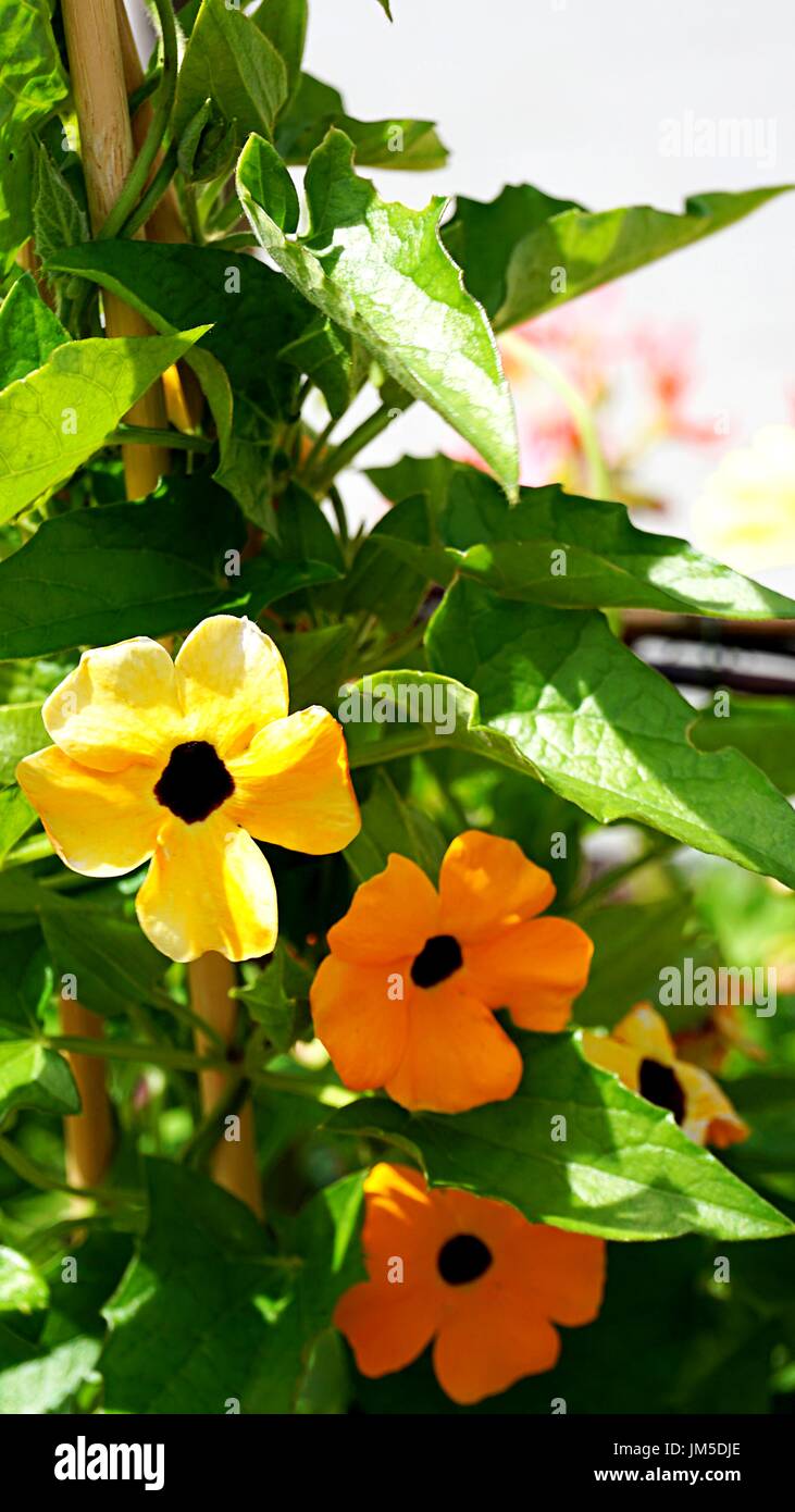 Thunbergia balata or Black - eyed Susan vine flowers in gold and yellow color Stock Photo