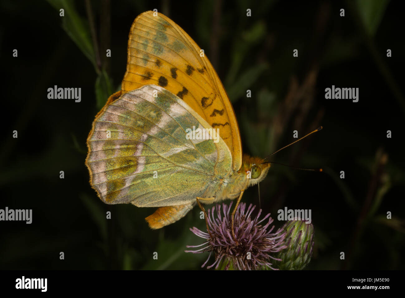 Large Fritillay Butterfly on thistle. Northern Italy. Stock Photo