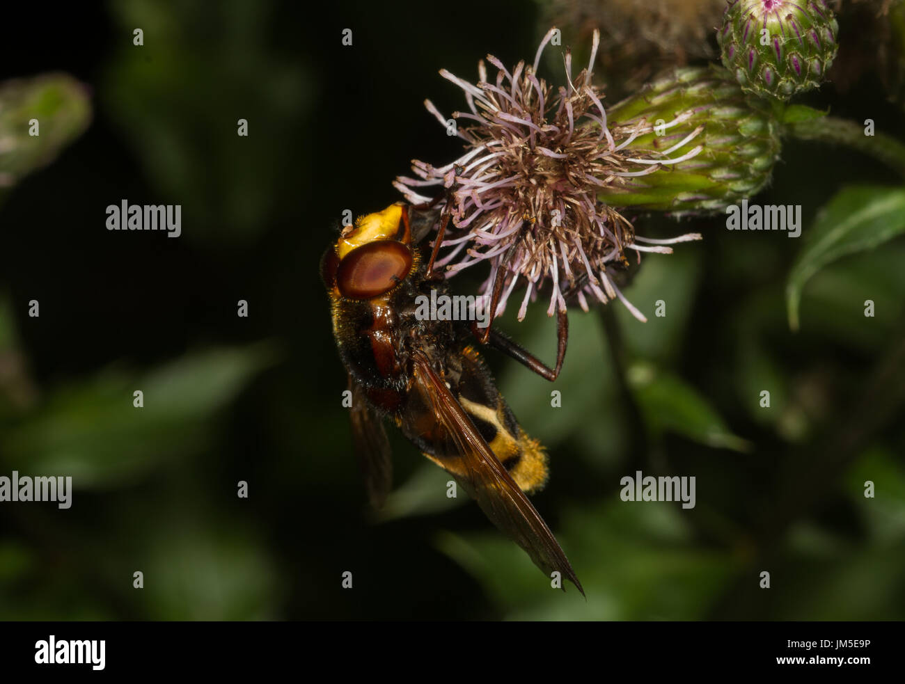 Large hoverfly on thistle. Northern Italy Stock Photo