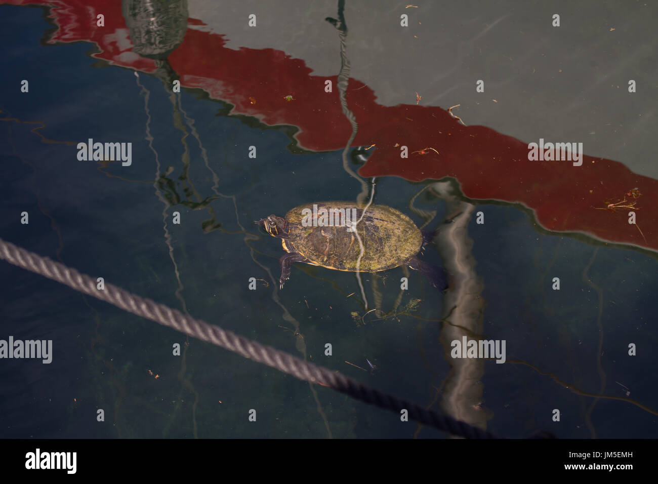 Reptile lake garda hires stock photography and images Alamy