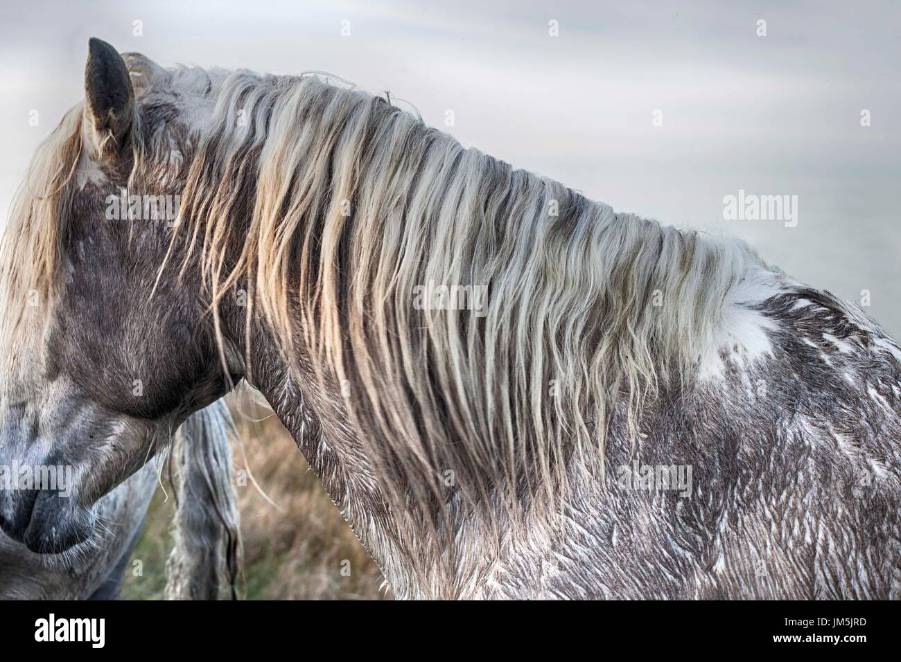 White Horse, Camarque, France Stock Photo
