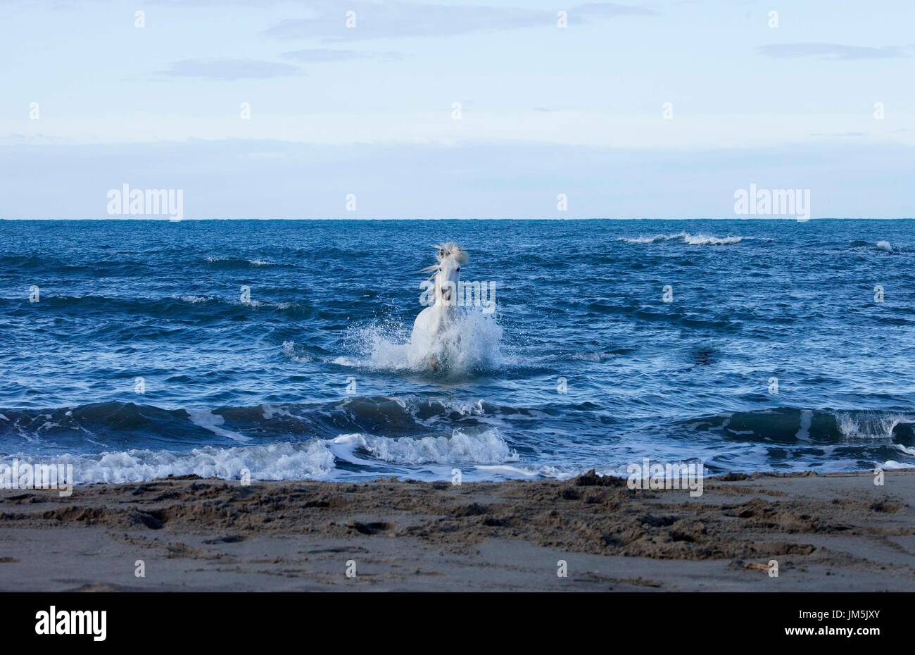 White Horse, Camarque, France Stock Photo