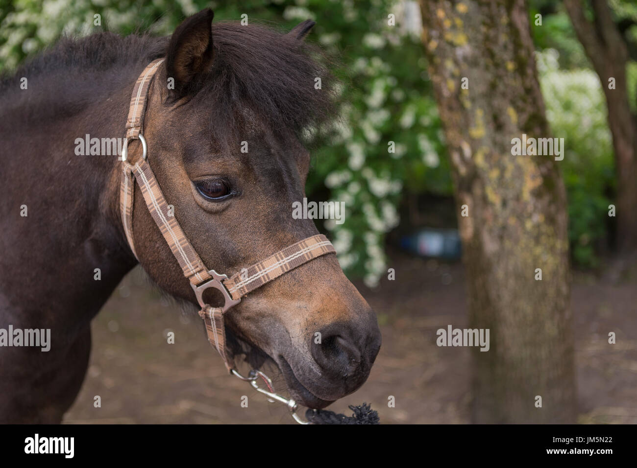 A portrait of a miniature horse of the Falabella breed, one of the smallest horses. Stock Photo