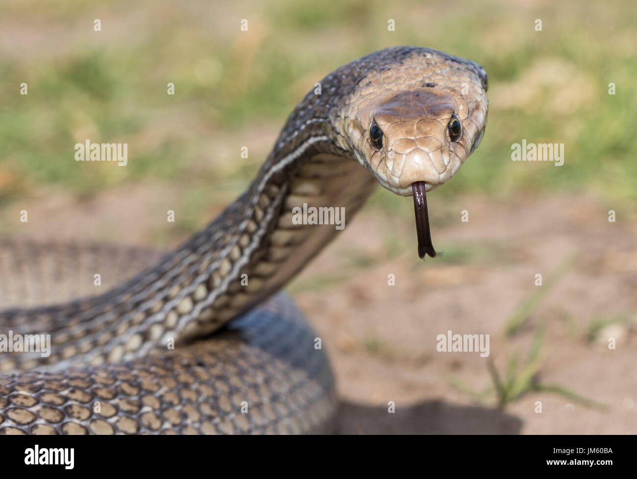 Eastern Brown Snake Stock Photo Alamy