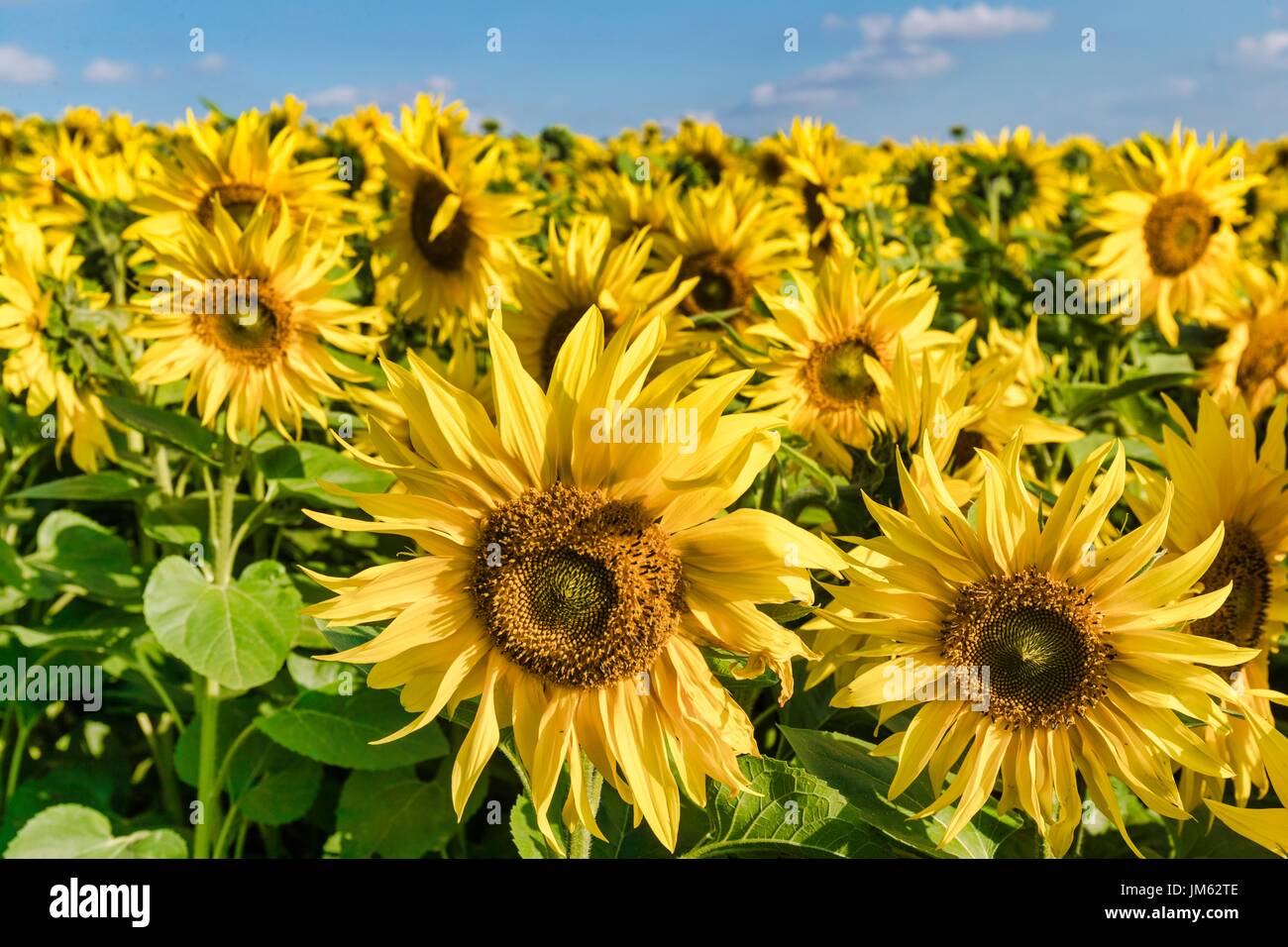 Fields of sunflowers in a farm close to Hitchin Stock Photo