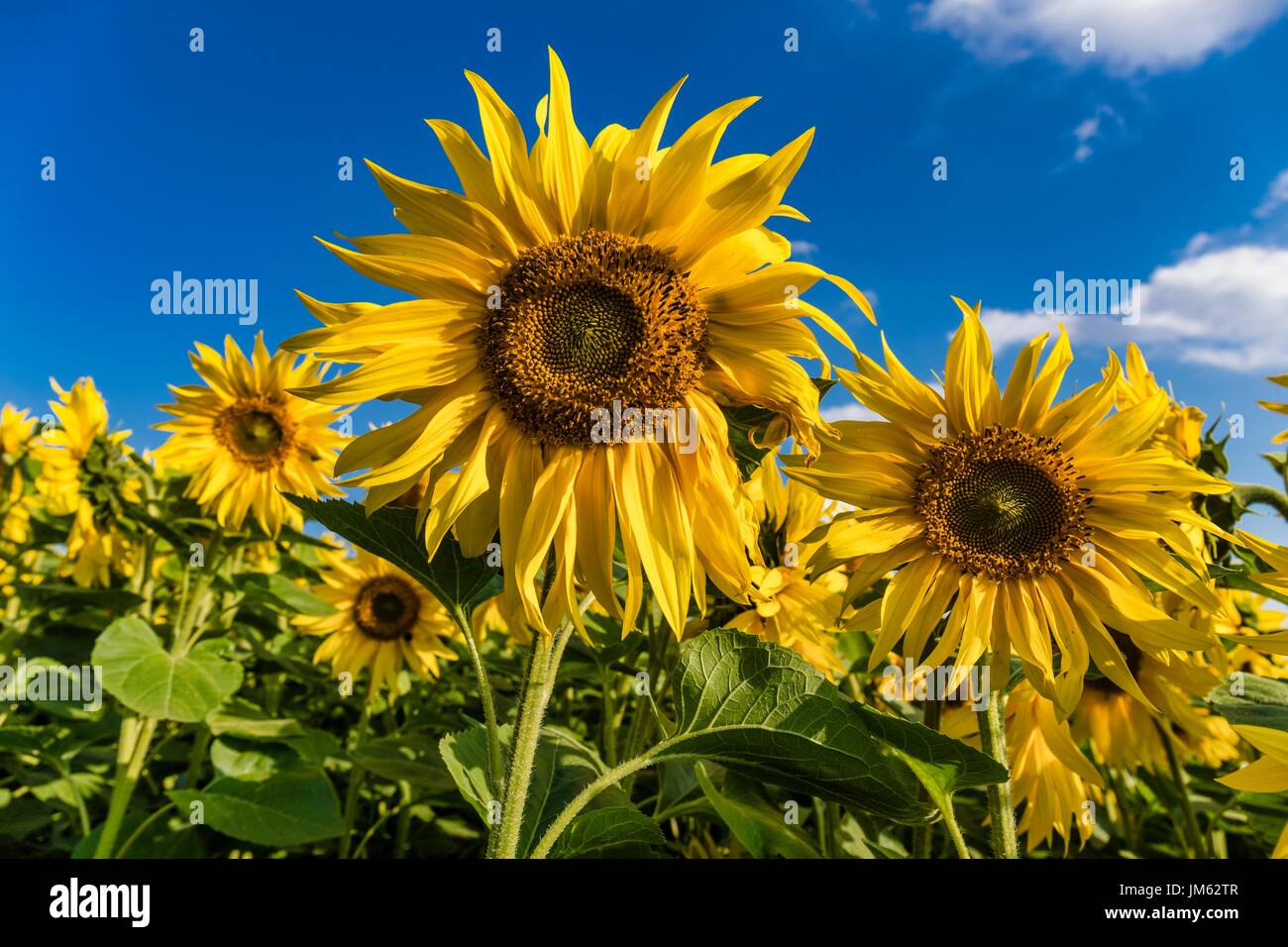 Fields of sunflowers in a farm close to Hitchin Stock Photo