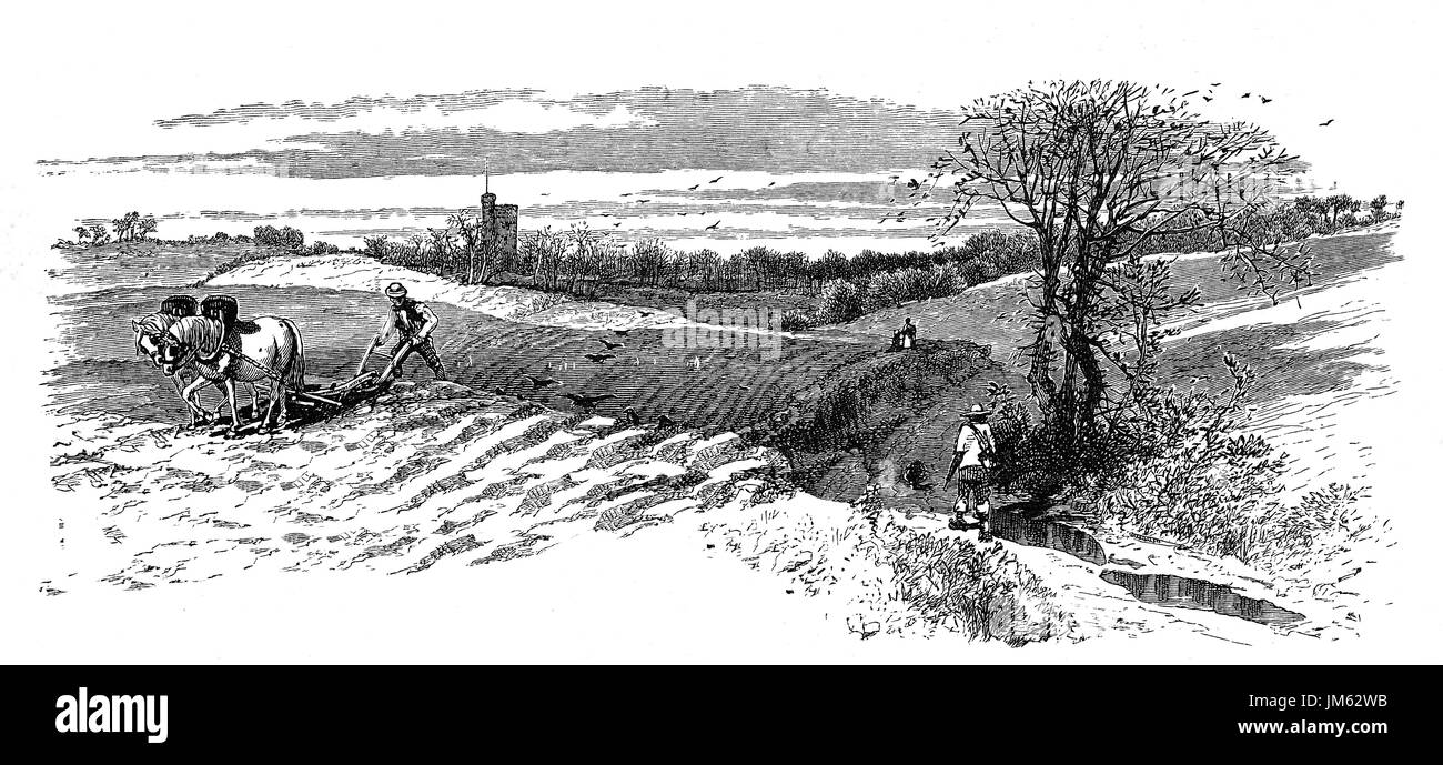 1870: Horse ploughing in fields near St Peter's Old Tower,  Kent, England. Stock Photo