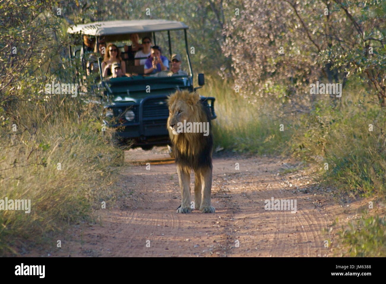 Lion roadblock on safari in Africa Stock Photo