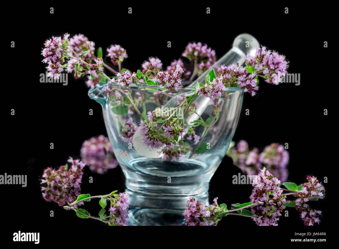 Flowering oregano Origanum vulgare in glass mortar - isolated in front of black Stock Photo
