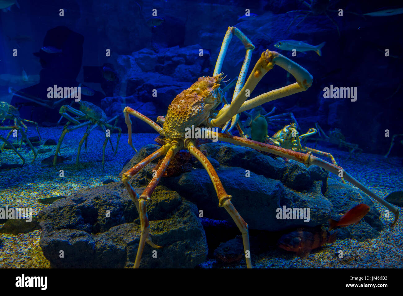 Huge Japanesse spider-crab inside of the aquarium of Osaka in Japan Stock Photo