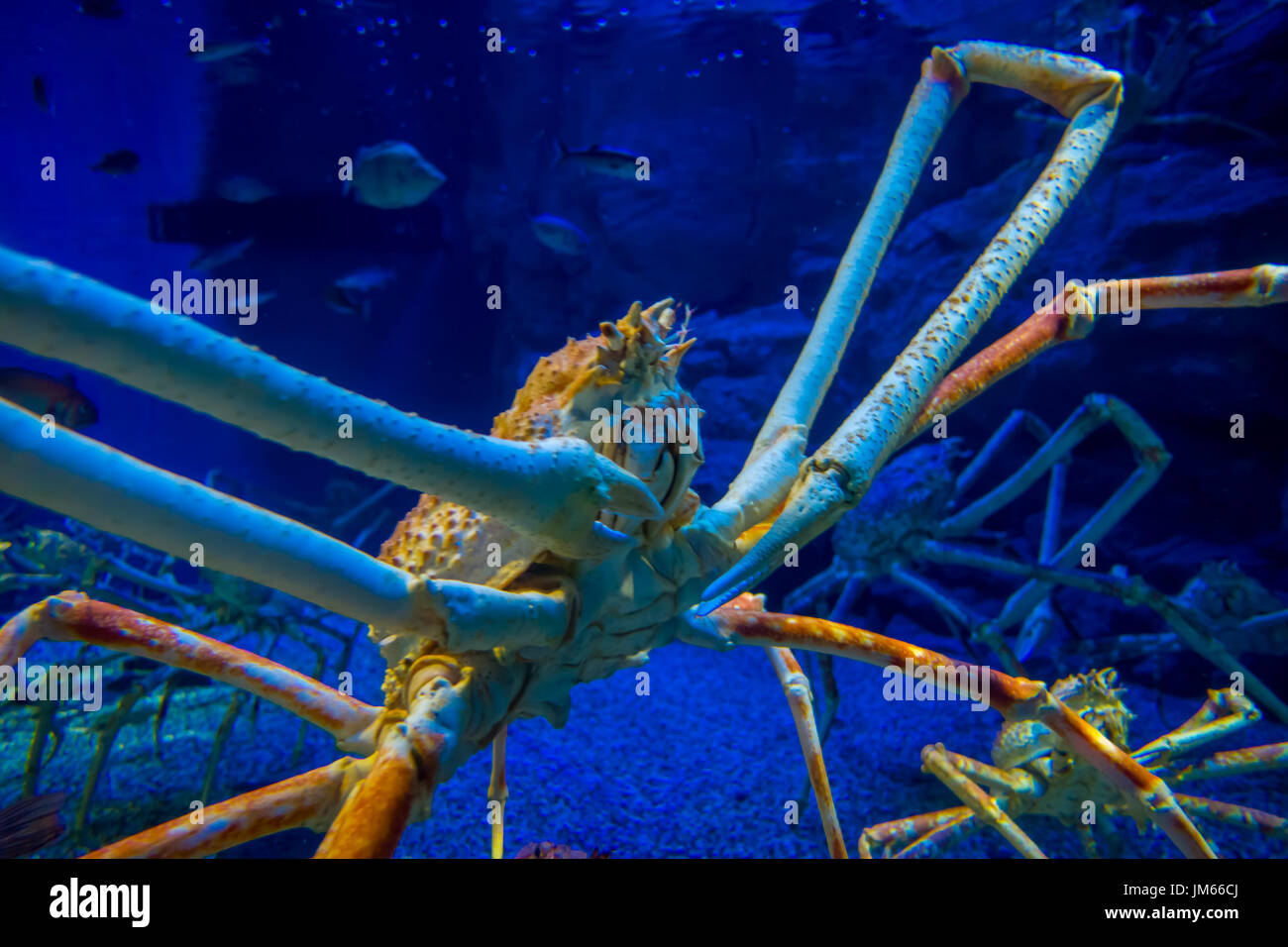 Huge Japanesse spider-crab inside of the aquarium of Osaka in Japan Stock Photo