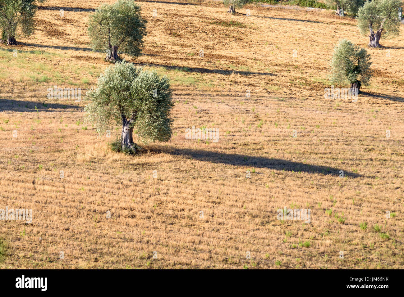 An olive tree in a middle of a field in Tuscany Stock Photo