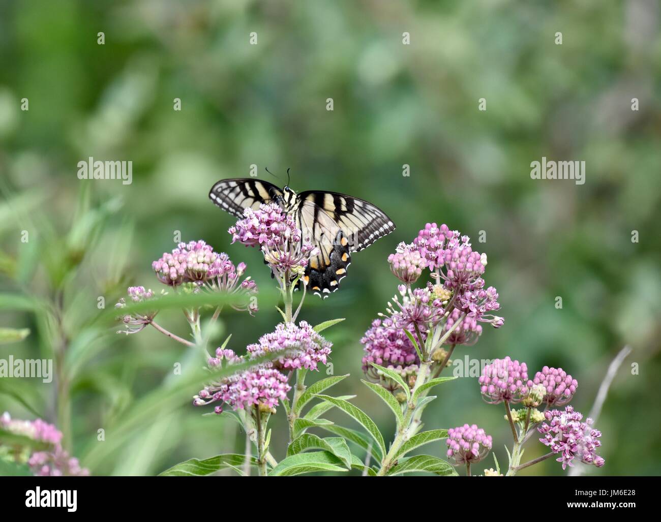 Swallowtail butterfly (Papilionidae) Stock Photo