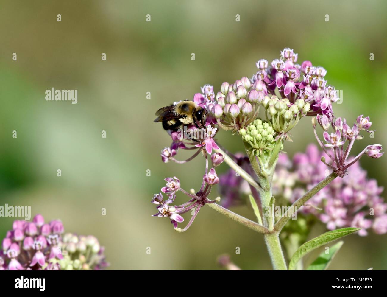 Bumblebee (Bombus) crawling on a flower Stock Photo