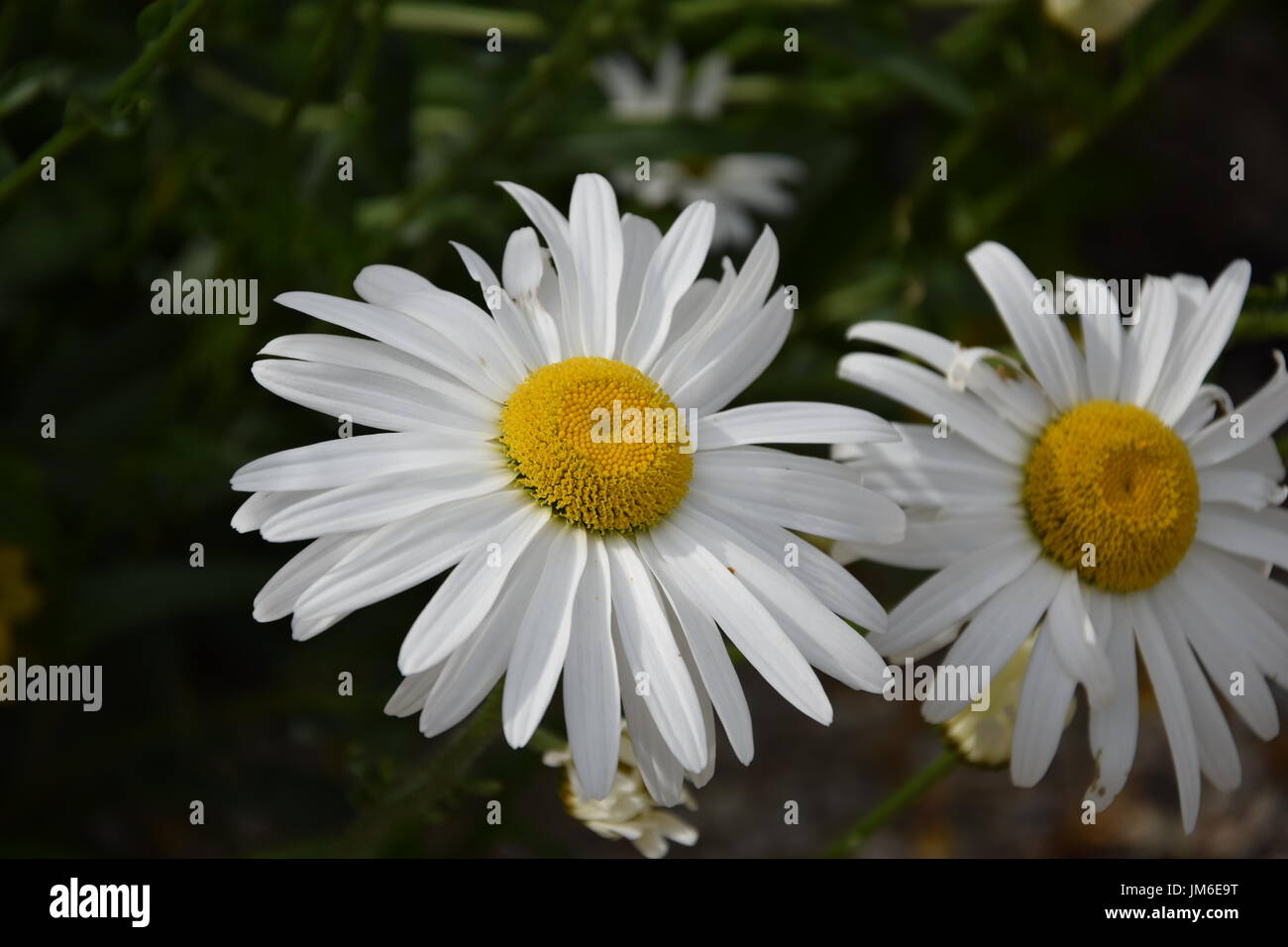Inflorescence of Common Daisy, Lawn Daisy or English Daisy (Bellis perennis) Stock Photo