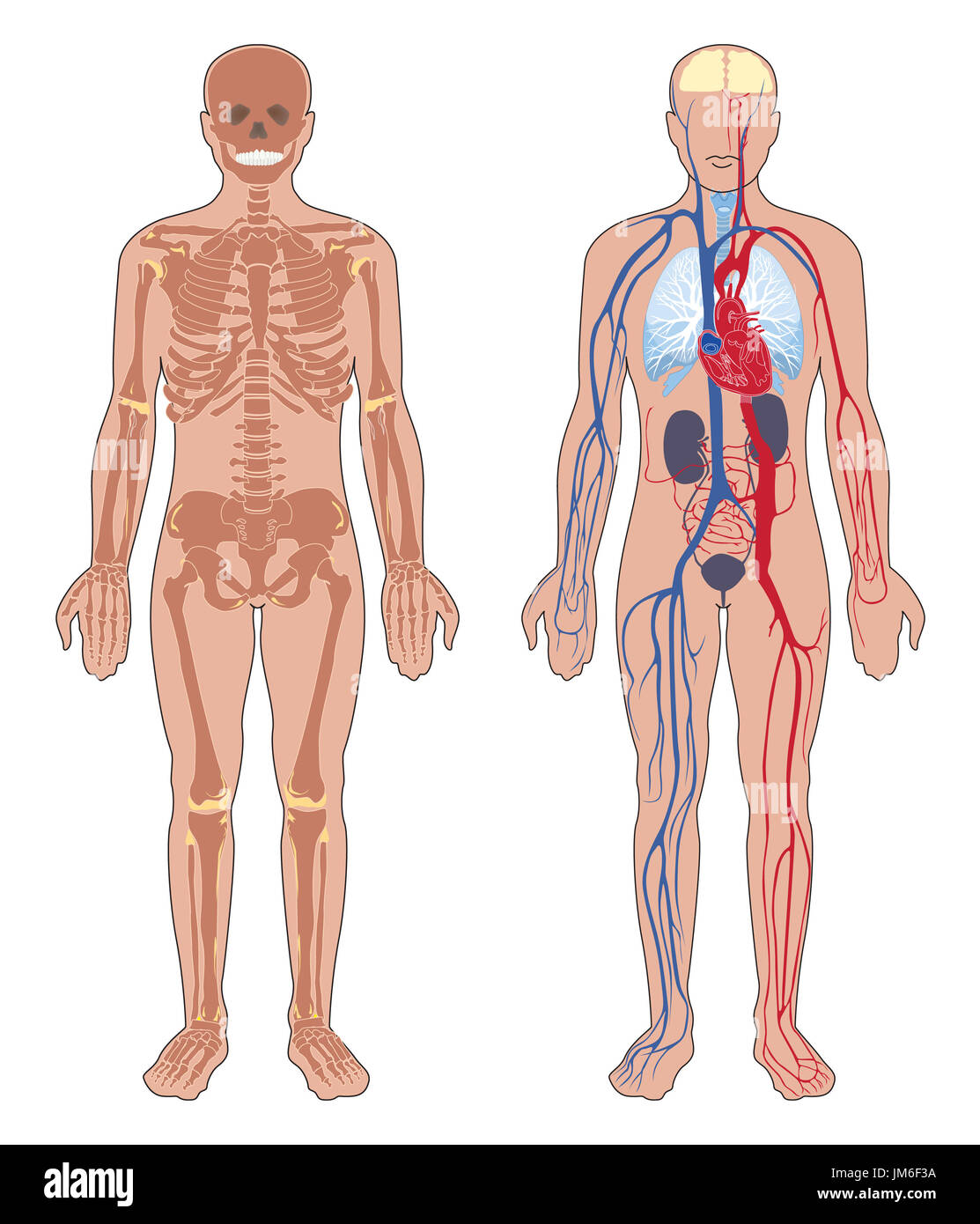 Human anatomy. Set of vector illustration isolated on white background.  Human body structure: skeleton and circulatory vascular system Stock Photo  - Alamy