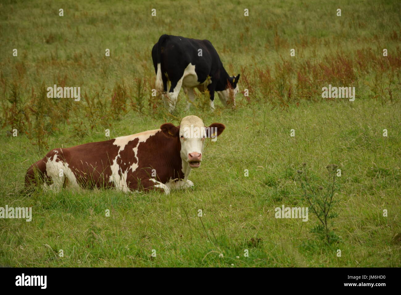 Cows in a pasture in County Galway, Ireland Stock Photo