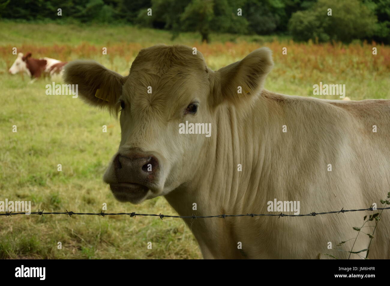 Cow in a pasture in County Galway, Ireland Stock Photo