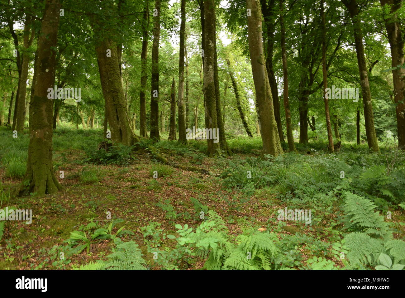 Landscape of Knockma Wood in the County Galway, Ireland Stock Photo