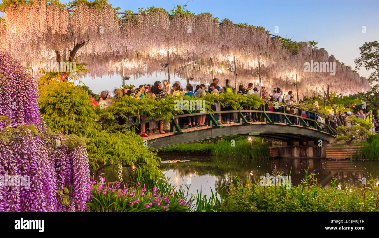 Tochigi, Japan May 05, 2017 Tourists take pictures on the white wisteria trellis bridge at