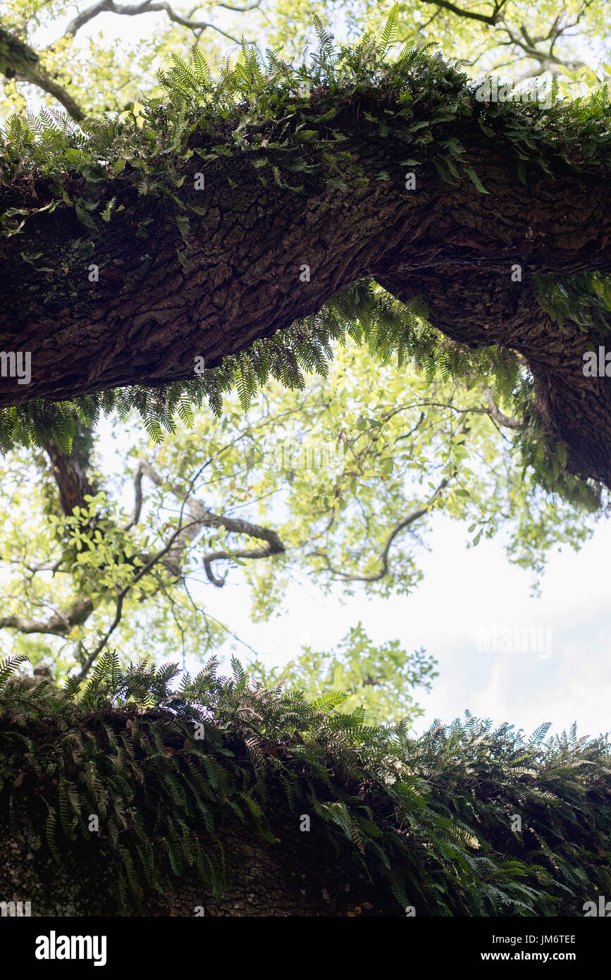 Ferns Growing On Tree Trunk High Resolution Stock Photography and