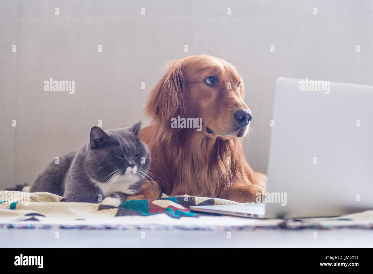 British Shorthair Cats And Golden Retriever Stock Photo 150128212