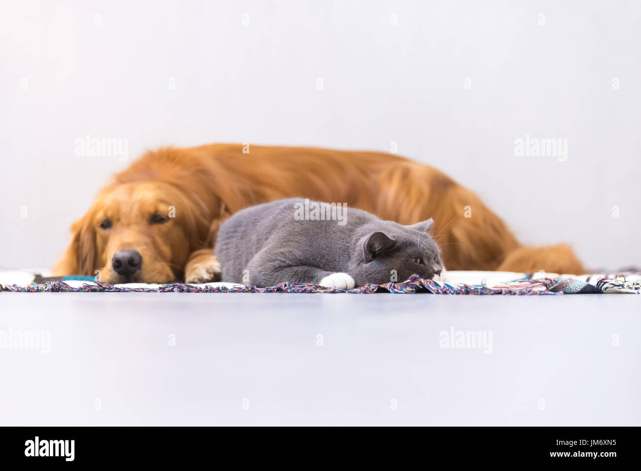British Shorthair Cats And Golden Retriever Stock Photo 150128753
