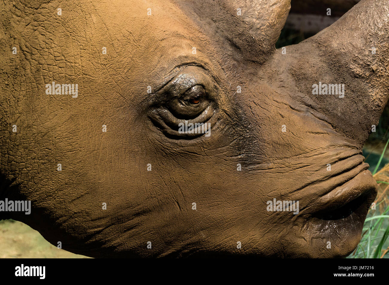 Stuffed rhinoceros face, side view Stock Photo